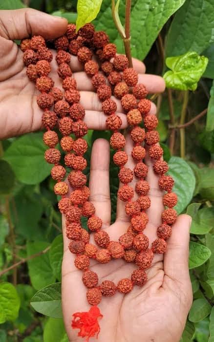 Rudraksha mala